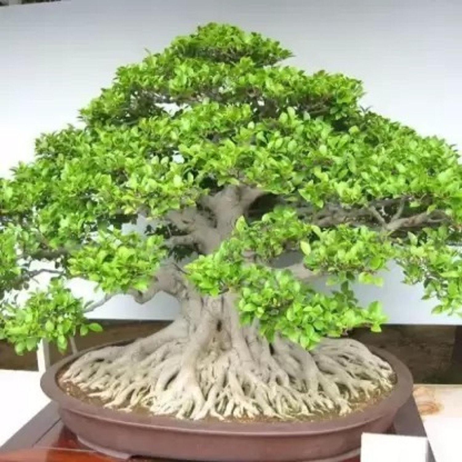 Image of sai jade Ficus Bonsai