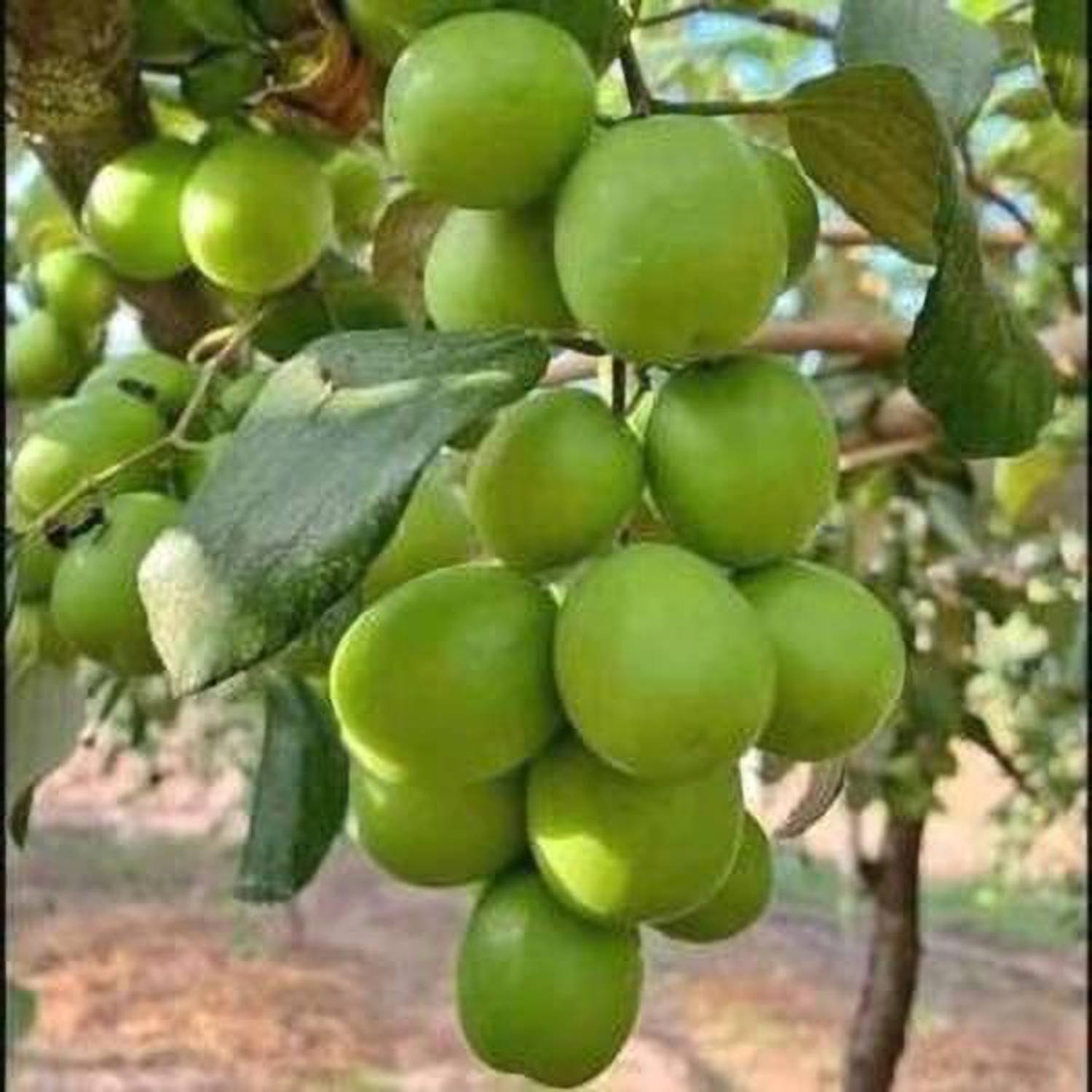 ABEFARIYA Ber Apple Plant  sapling
