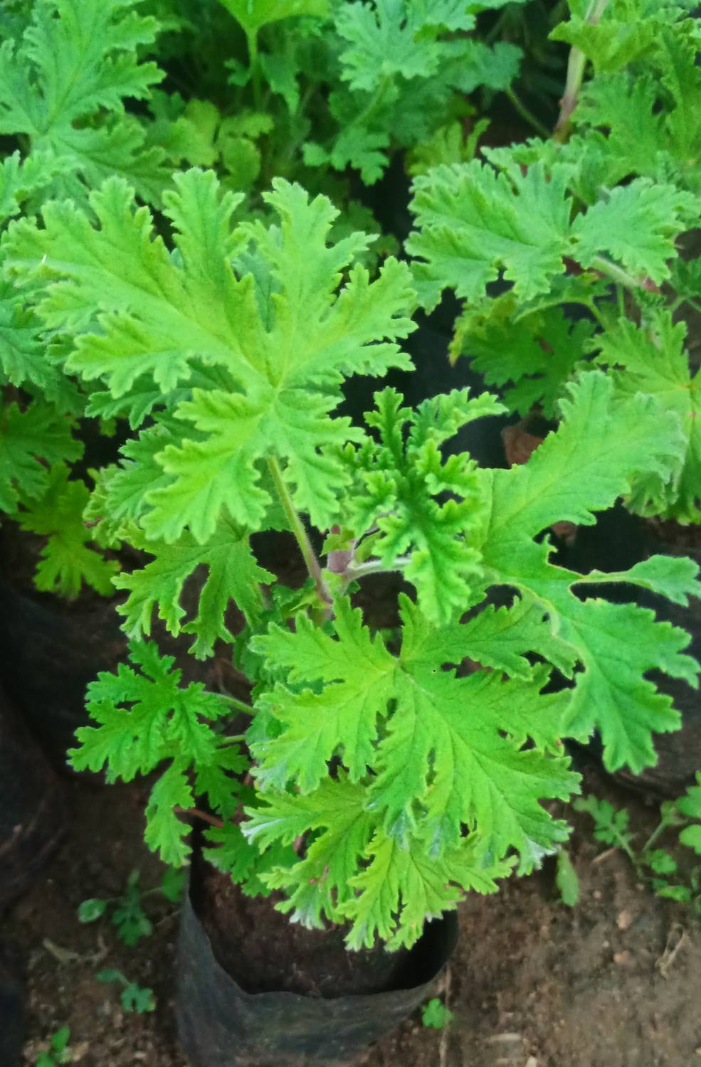 Anurajplants Geranium Plant  sapling