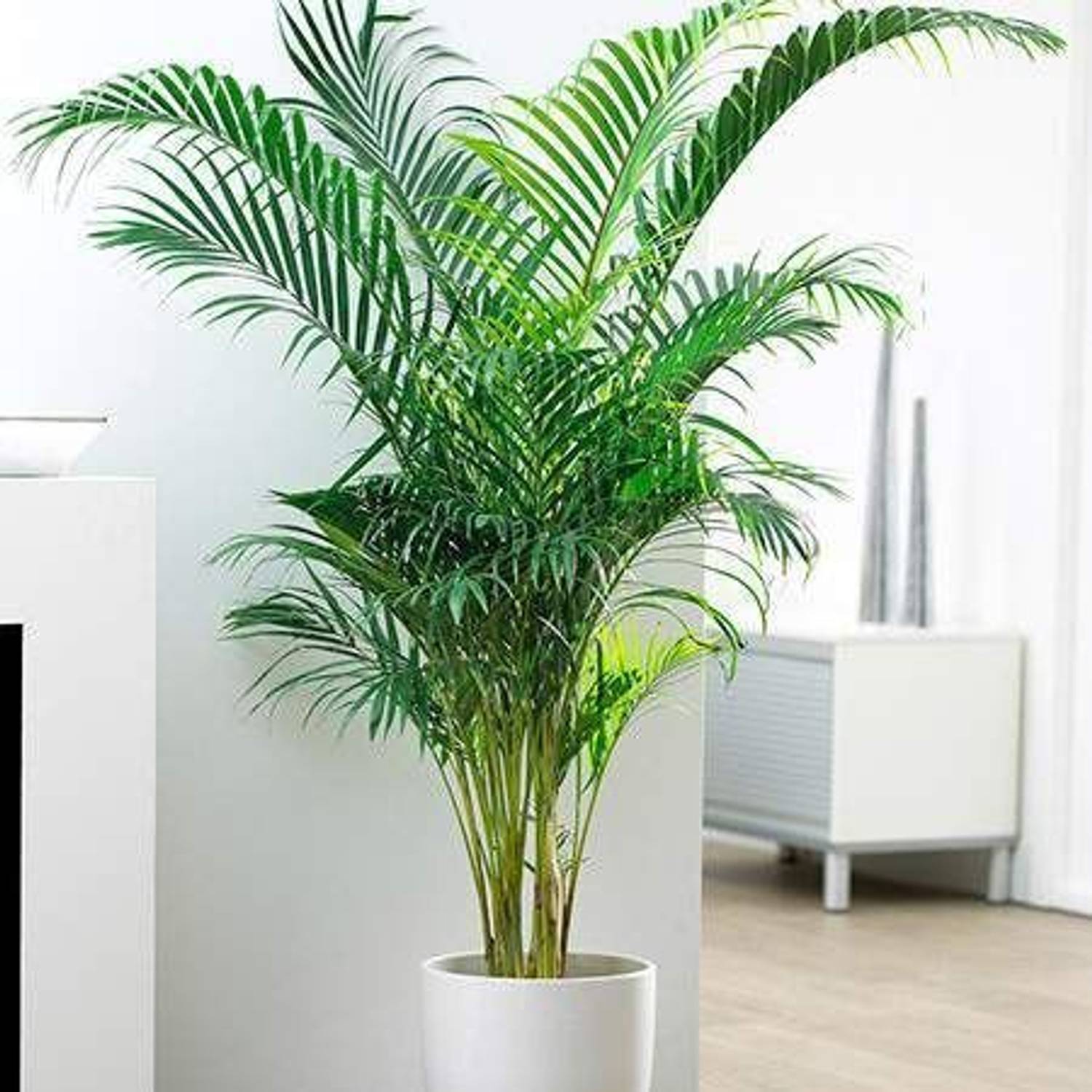 Aaranyaa enterprises Areca Palm  sapling