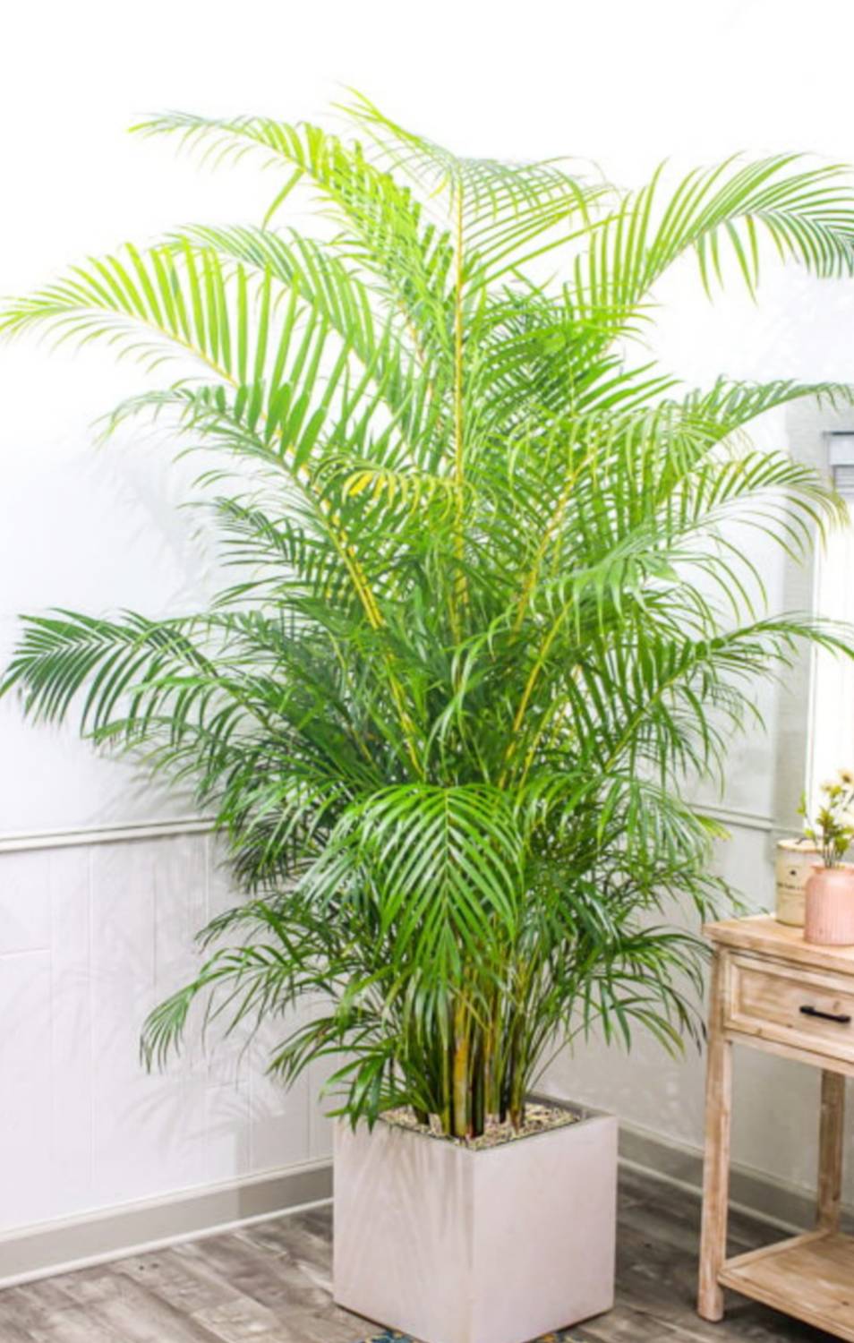 ABC Areca Palm  sapling