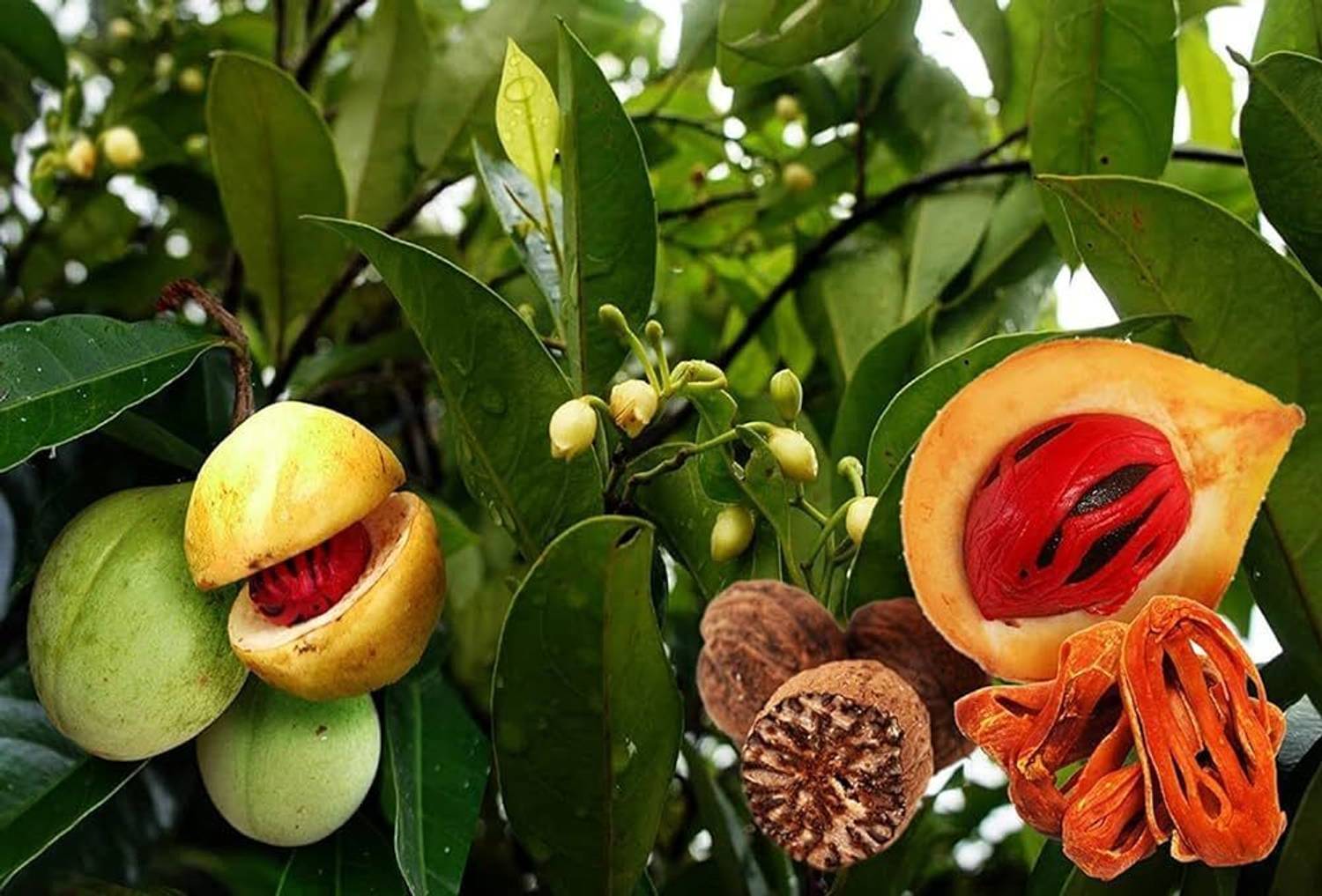 ABEFARIYA Nutmeg Plant sapling