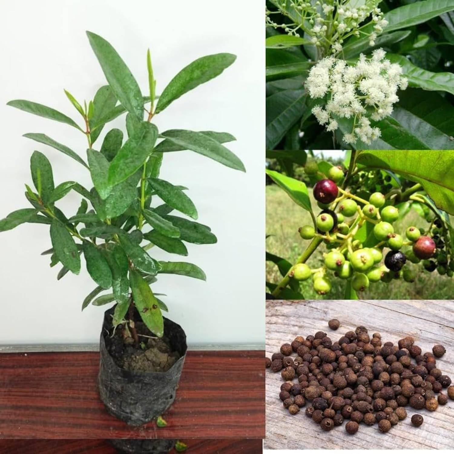 APOSOLUARD All Spice Plant sapling