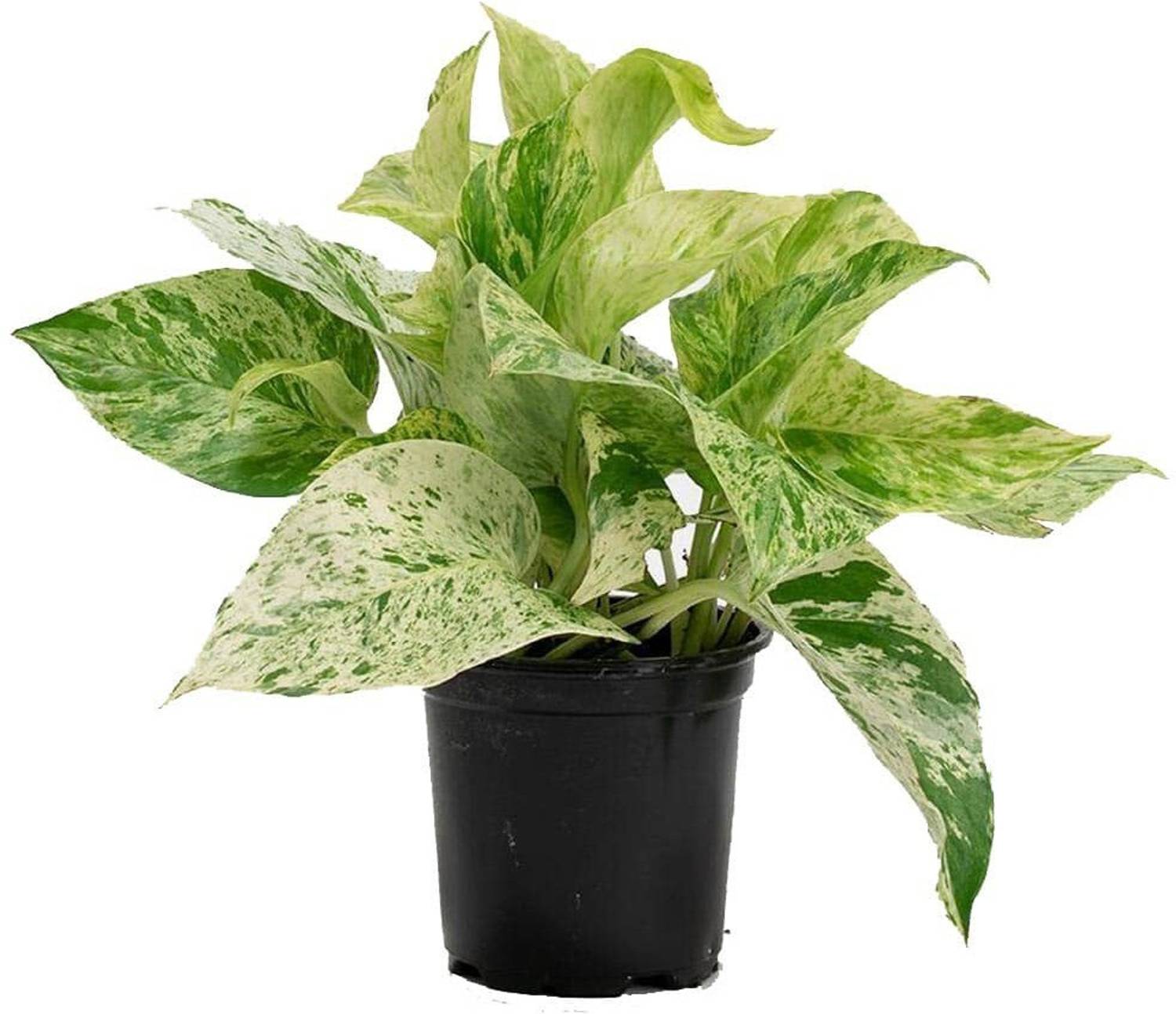 Agroo Liv Money Plant  sapling