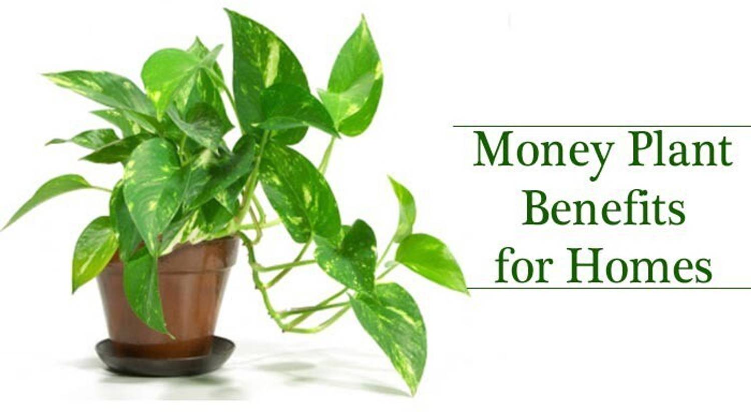 ALOCHUZ Money Plant sapling