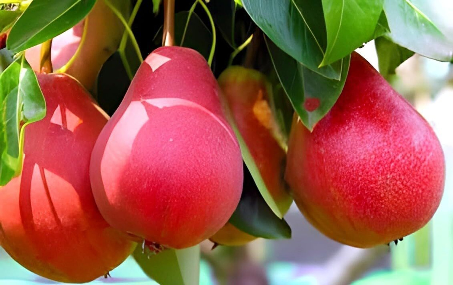 Image of PAJUSDYASI Pear Plant sapling