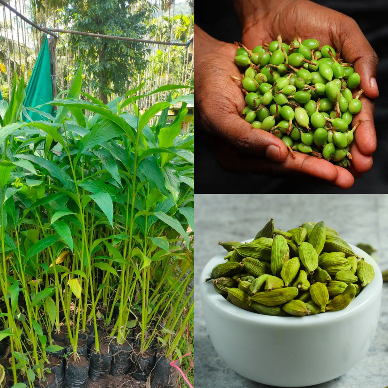 Image of GREENLEAVESSHOP Elaichi /Cardamom Plant sapling