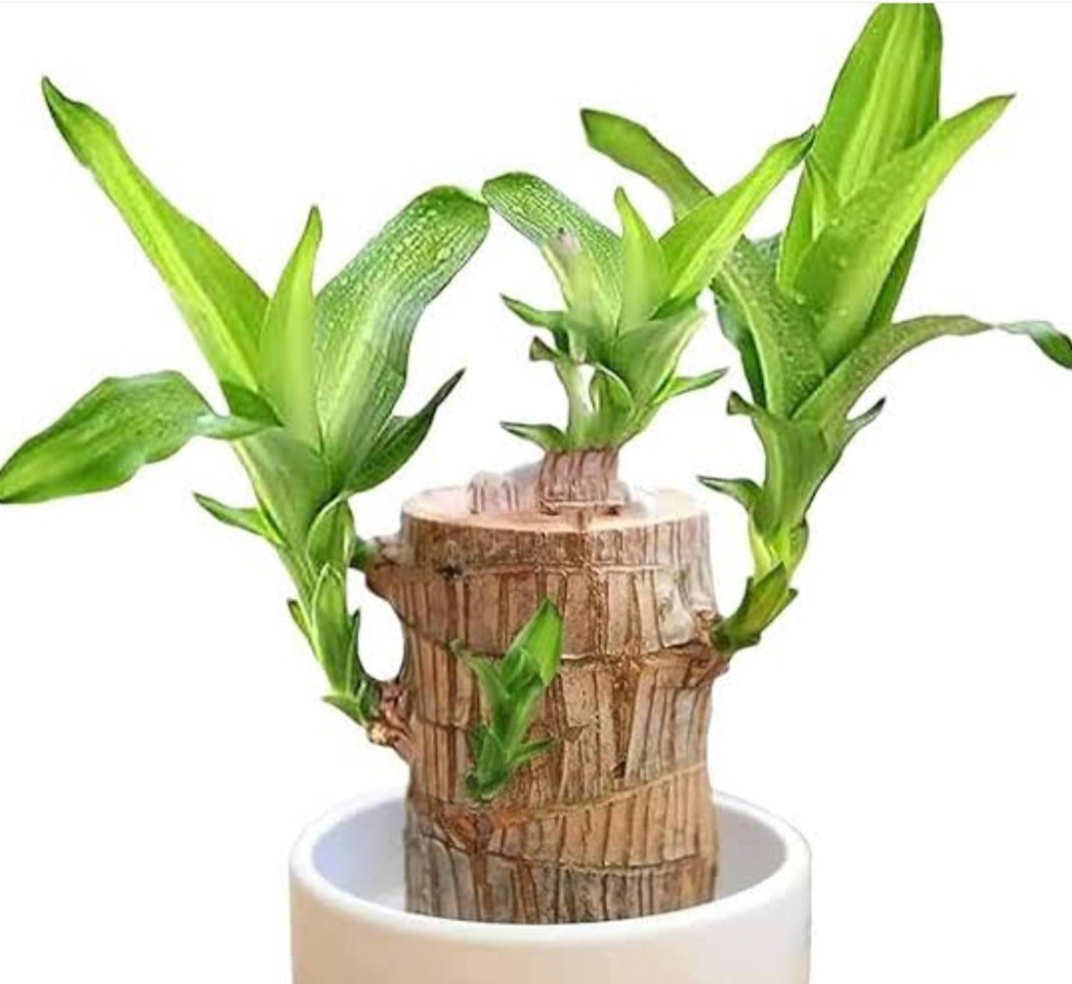 Brazilian Lucky Bamboo Brazilian Wood sapling