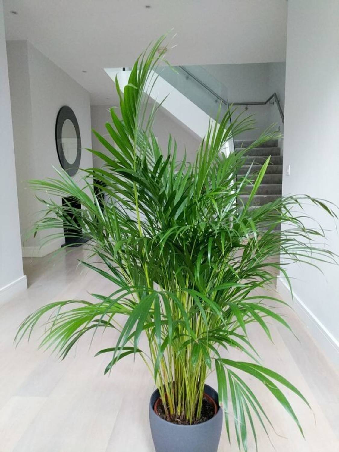 Aquinnah Graden Areca Plam sapling