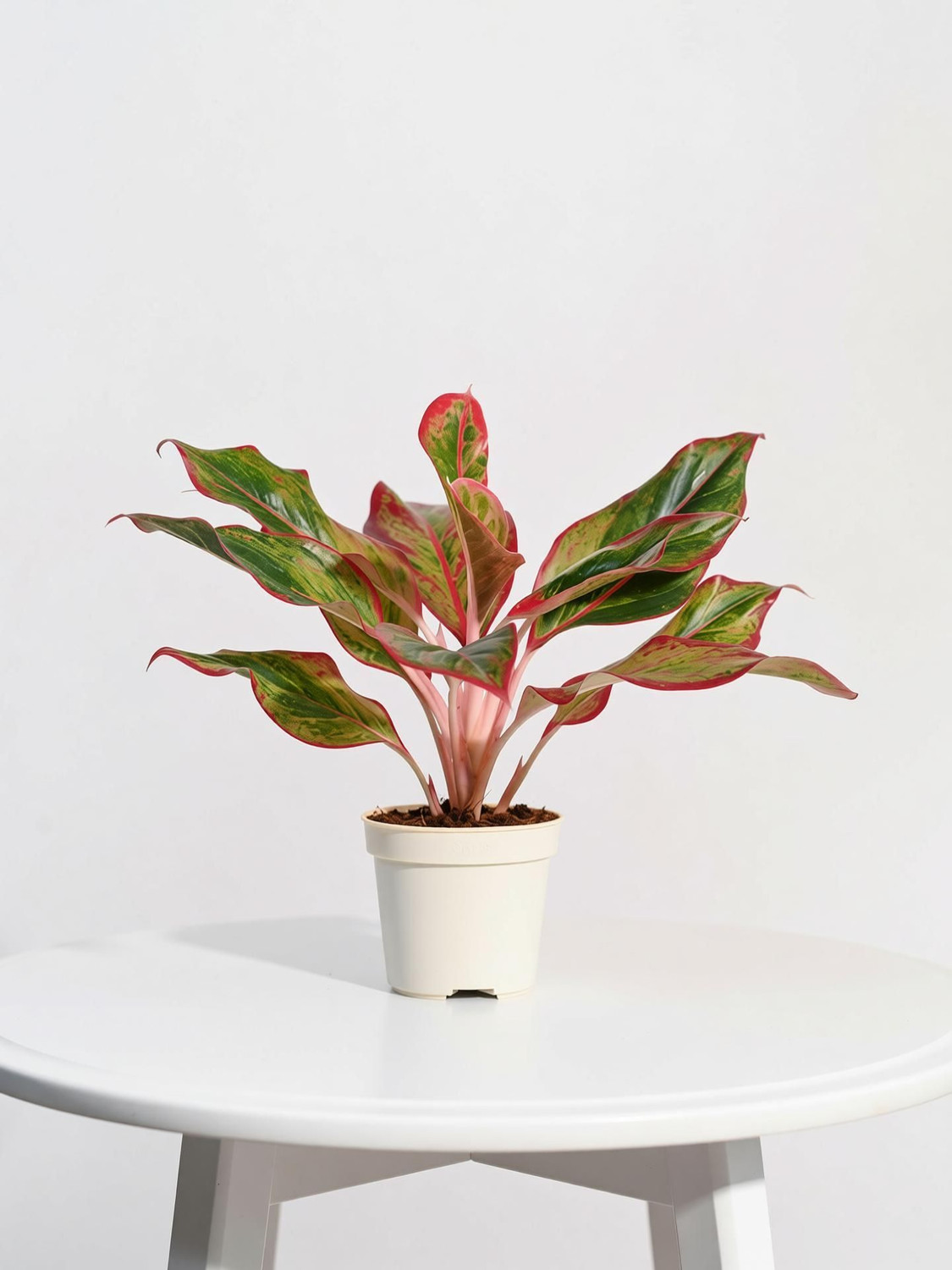 Image of UGAOO Aglaonema Plant