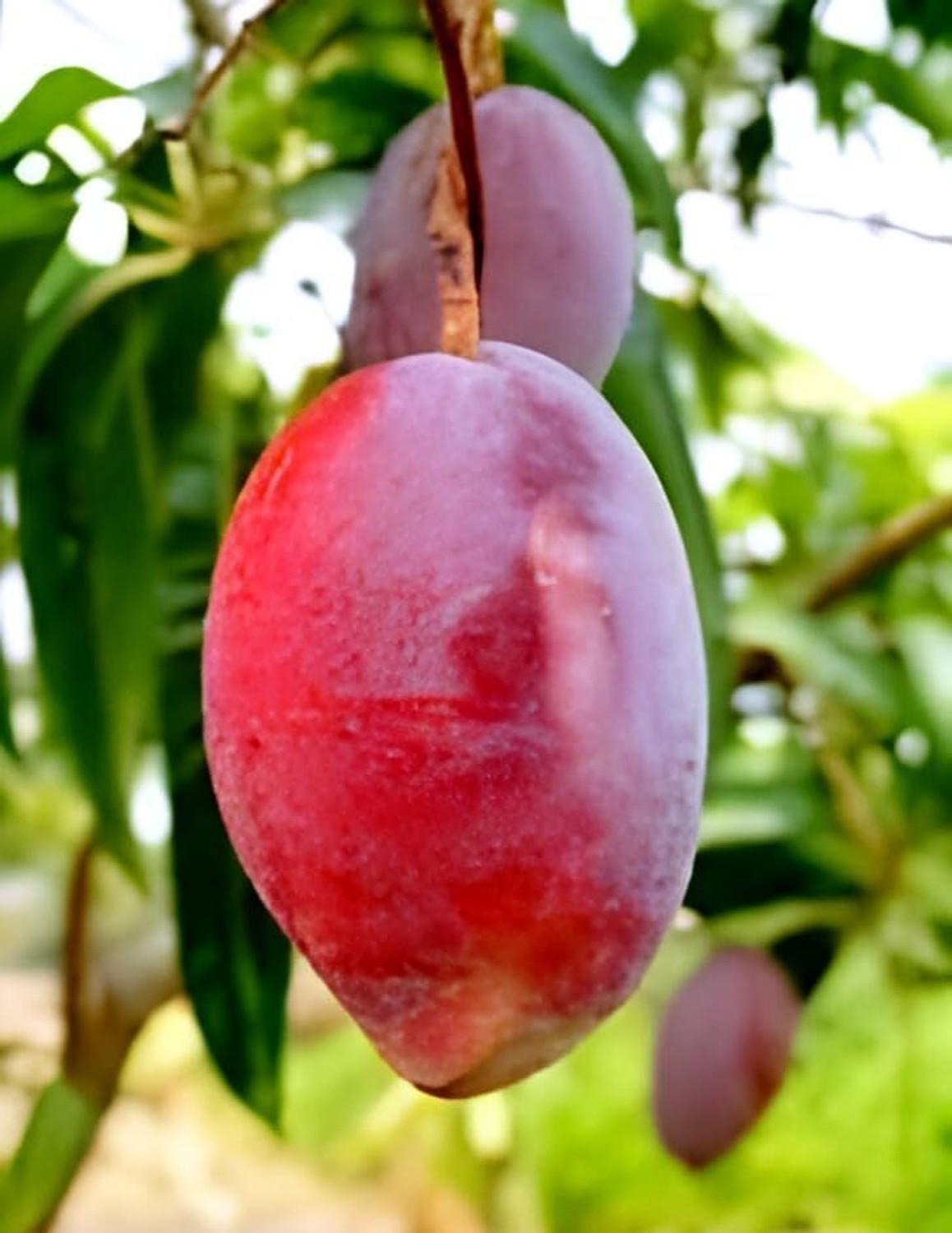 Image of PAJUSDYASI Miyazaki Mango plant sapling