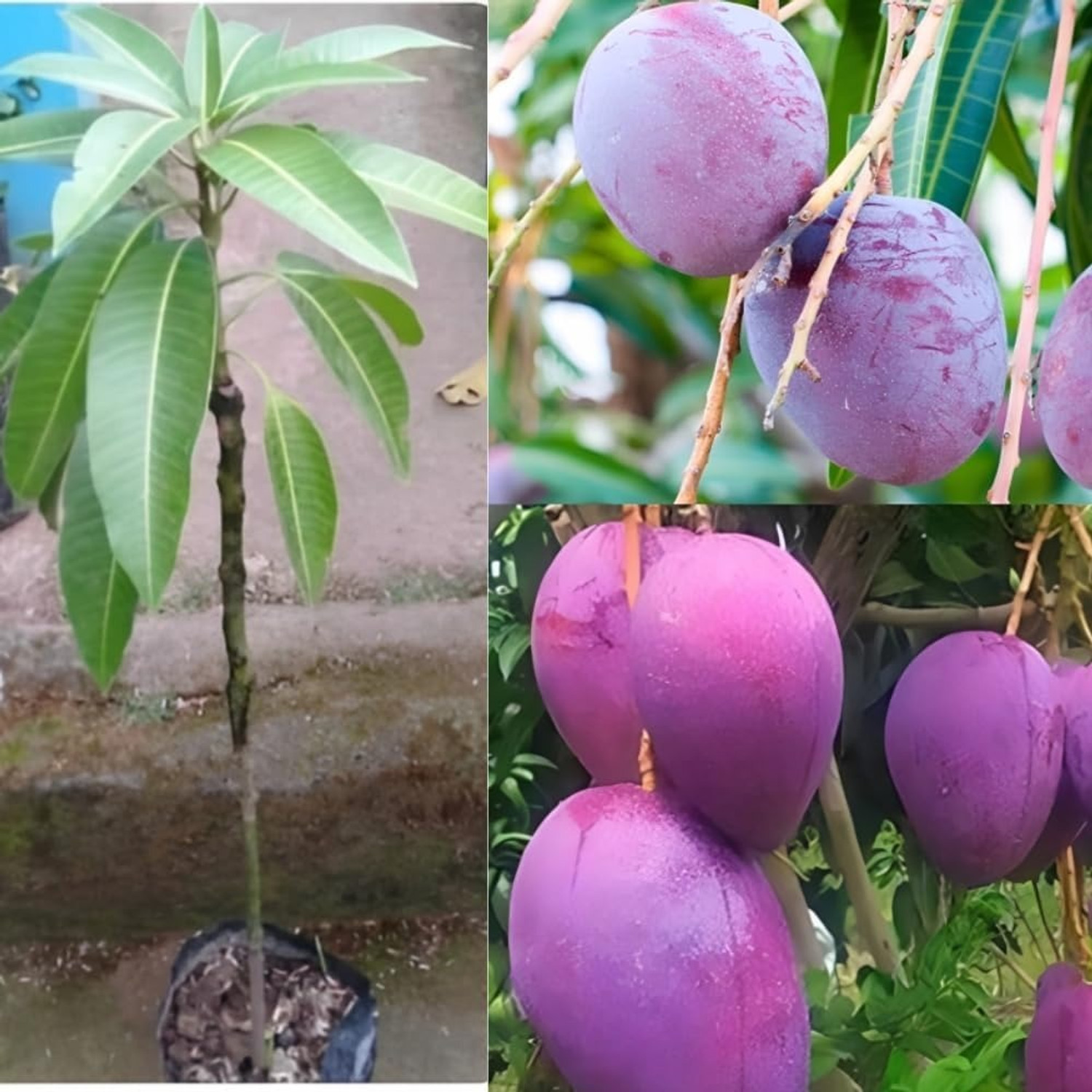 Image of Miyazaki Mango Plant sapling