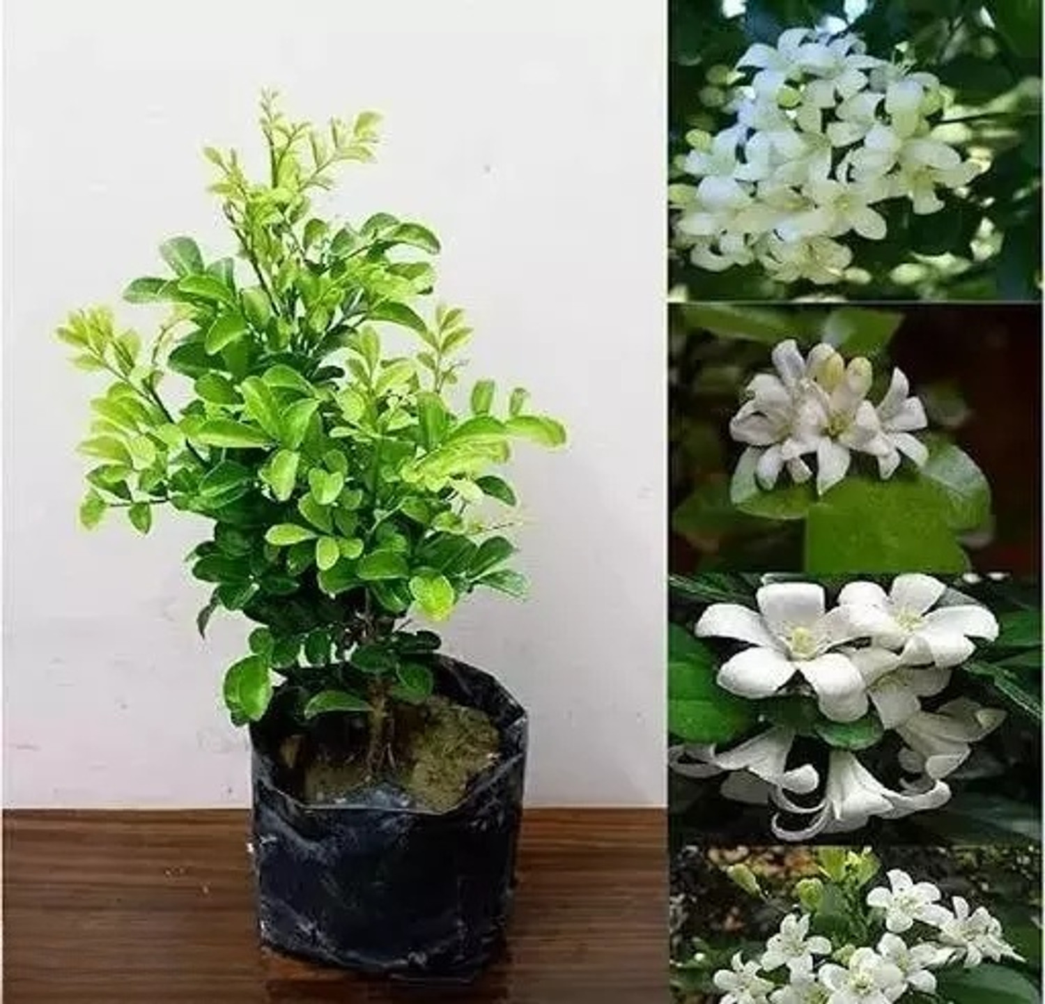 Image of FELCHARIES Madhu Kamini Plant