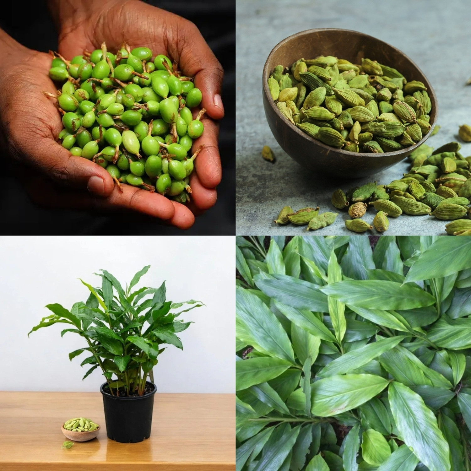 Image of GREENLEAVESSHOP Elaichi /Cardamom Plant sapling