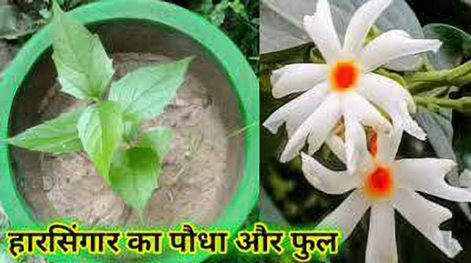 AquinnahGaden Parijat/Harsingar Plant  sapling