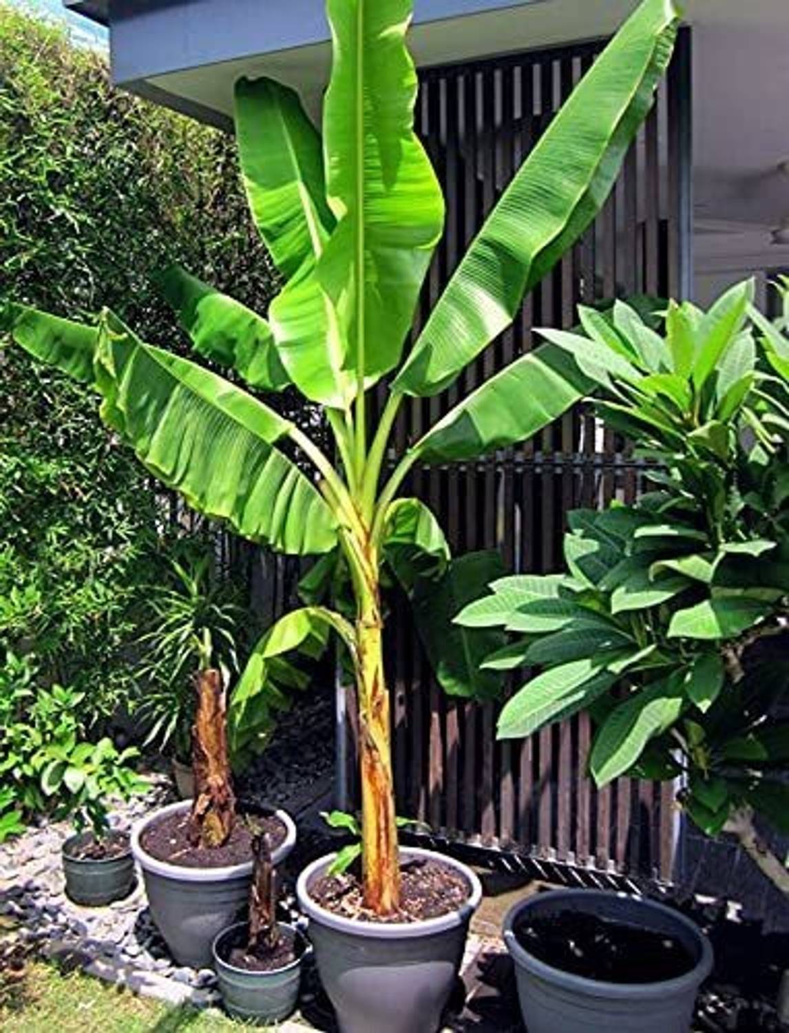 dream shop now Banana Plant Price in India - Buy dream shop ...