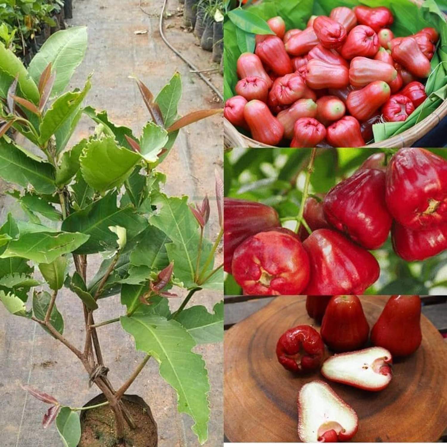 Image of EDEN OF EARTH Water Apple Red Plant