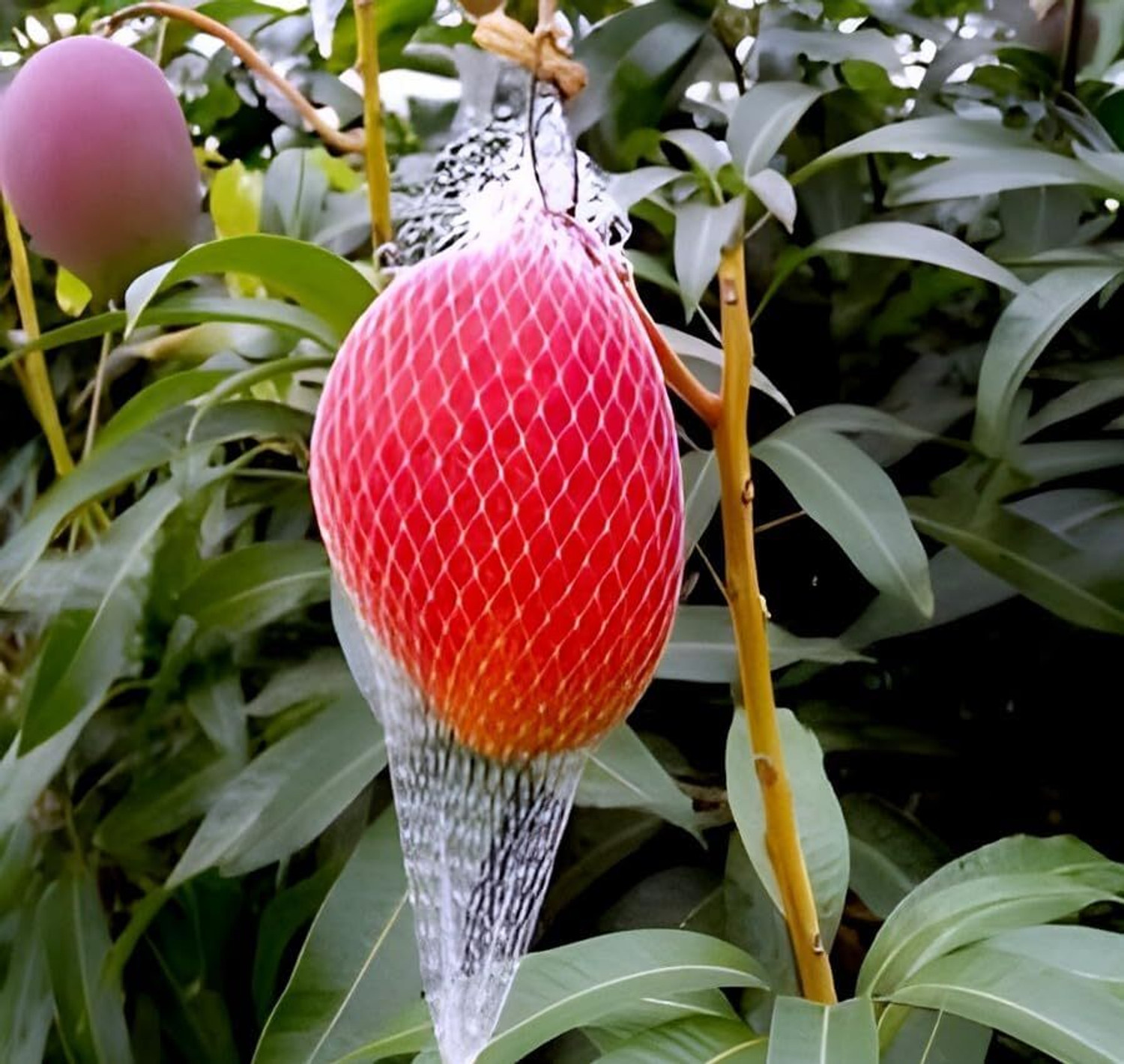 Image of PAJUSDYASI Miyazaki Mango plant sapling