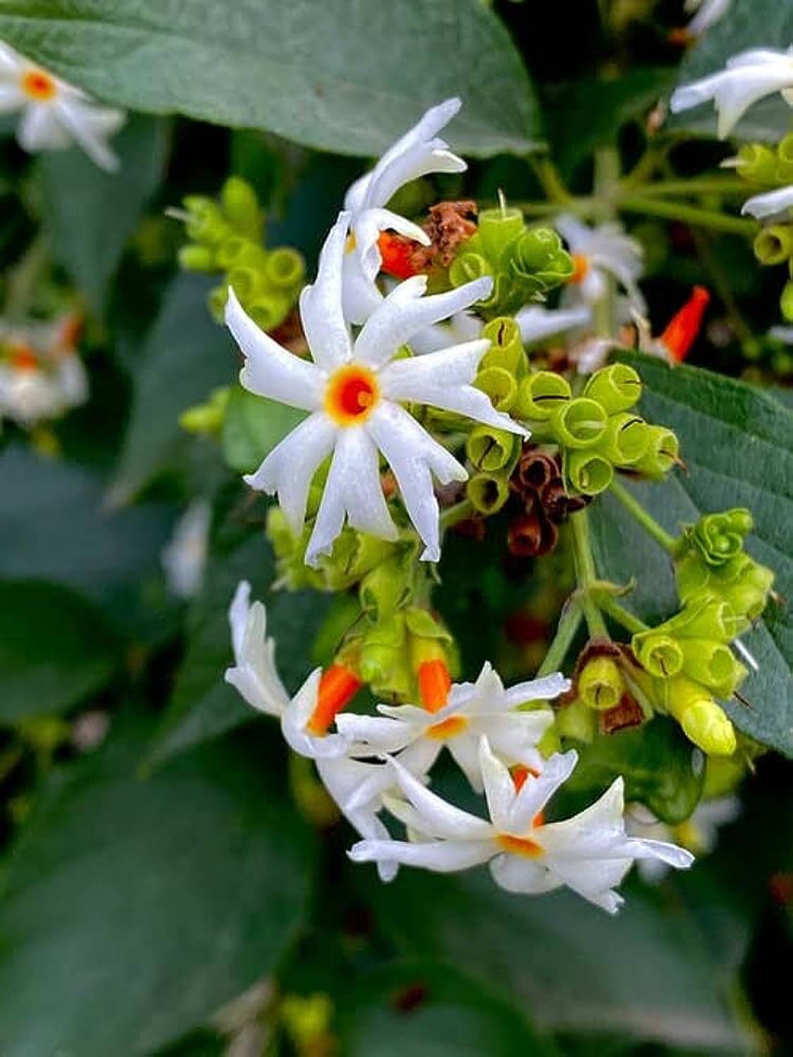 BDSresolve Night flowering jasmine plant seeds/Night jasmine seeds