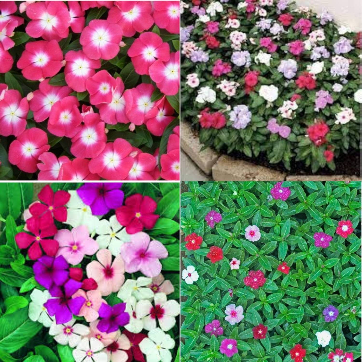 54-vinca-seeds-hybrid-mixed-