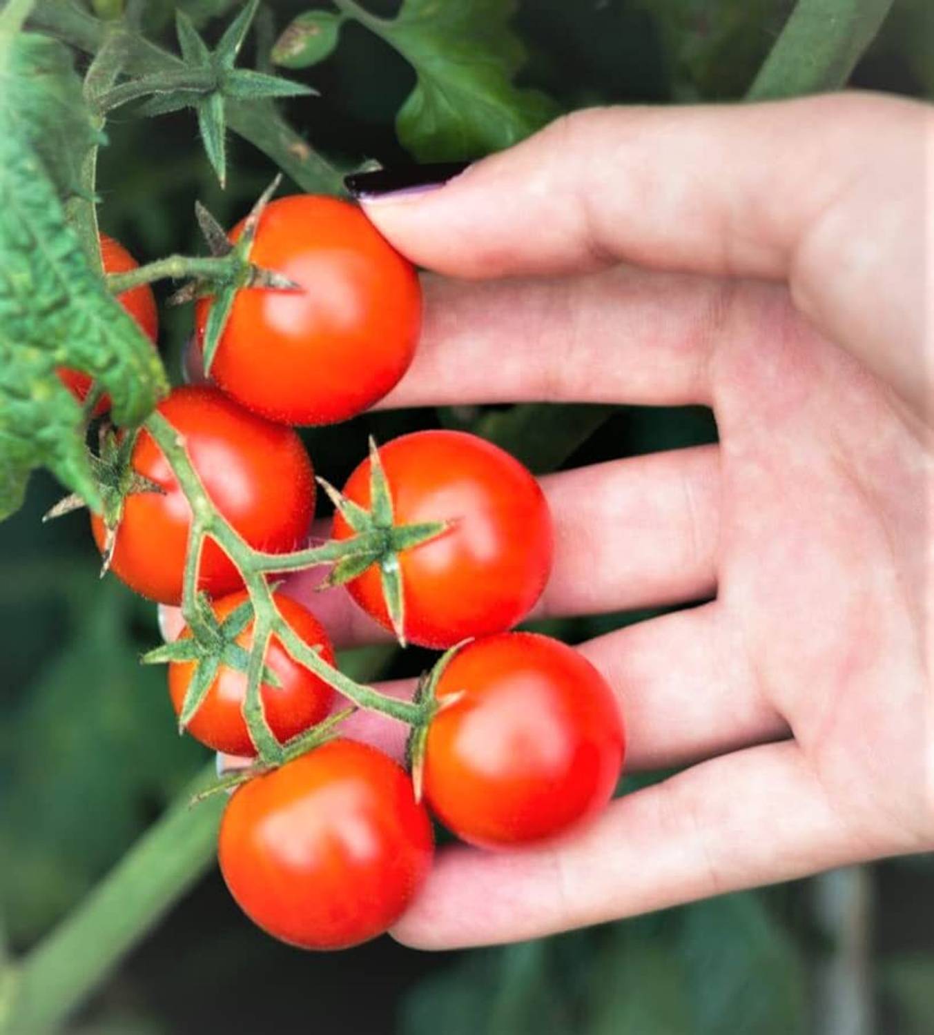 GREENSEA Tomato Seed Price in India - Buy GREENSEA Tomato Seed