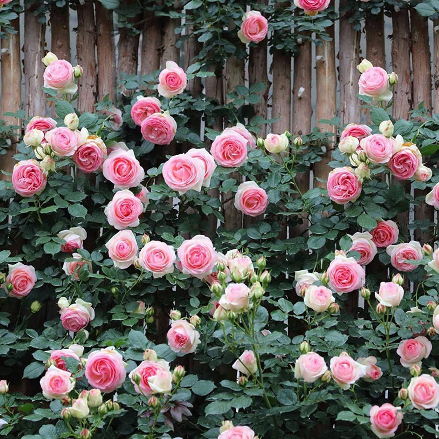 roseです。 50-vlr-80-pink-climbing-rose-