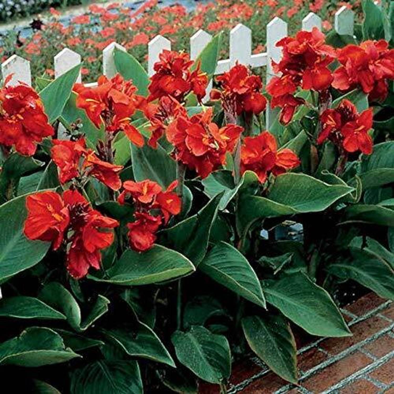 DIVINE ™ZX-5 RED Canna Lily Flower Seeds-LL-201 Seed Price in