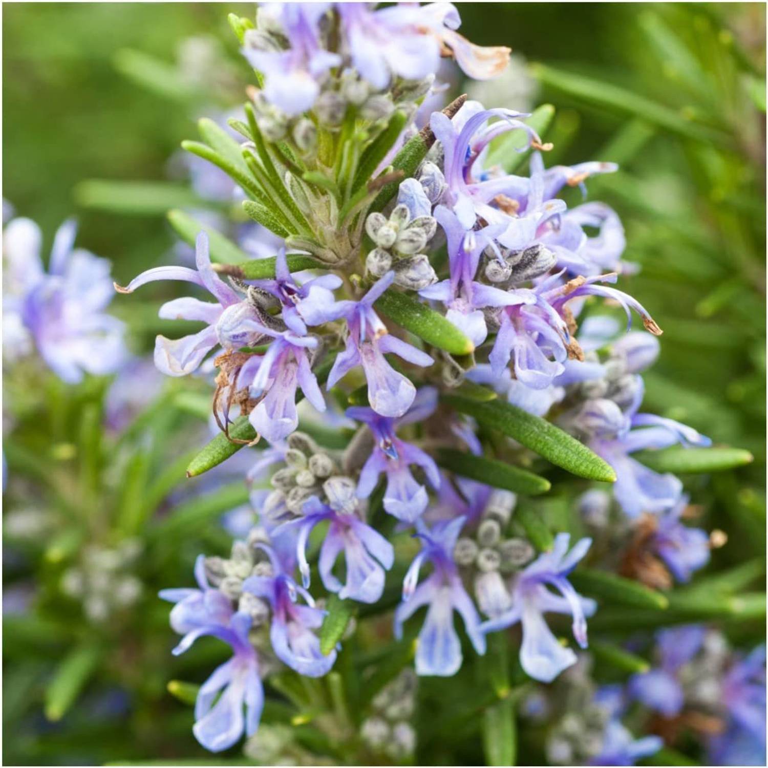 WILLVINE TLX-1 Rosemary Herb (Rosemarinus officinalis) Seed Price