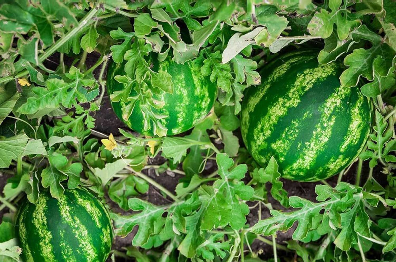 BJUBAS Watermelon seeds for farming PACK OF 97 Seed