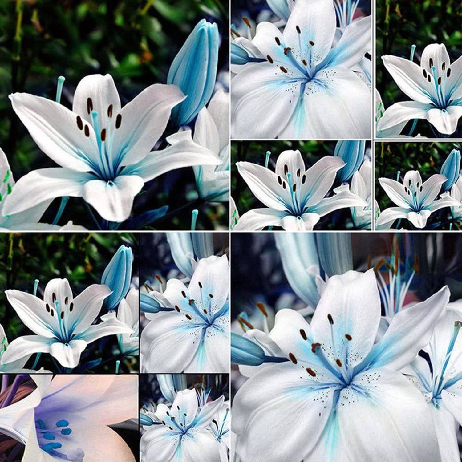 CYBEXIS LXI-73 - Blue Rare Lily - (60 Seeds) Seed Price in India