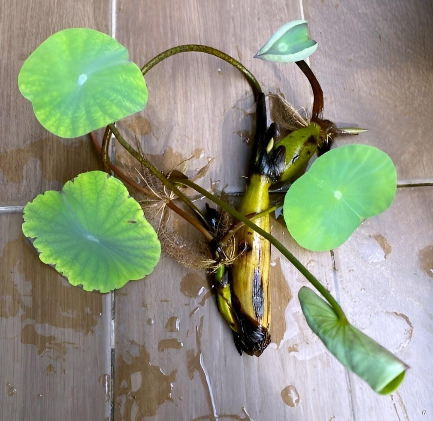 Image of PAJUSDYASI Lotus Plant sapling