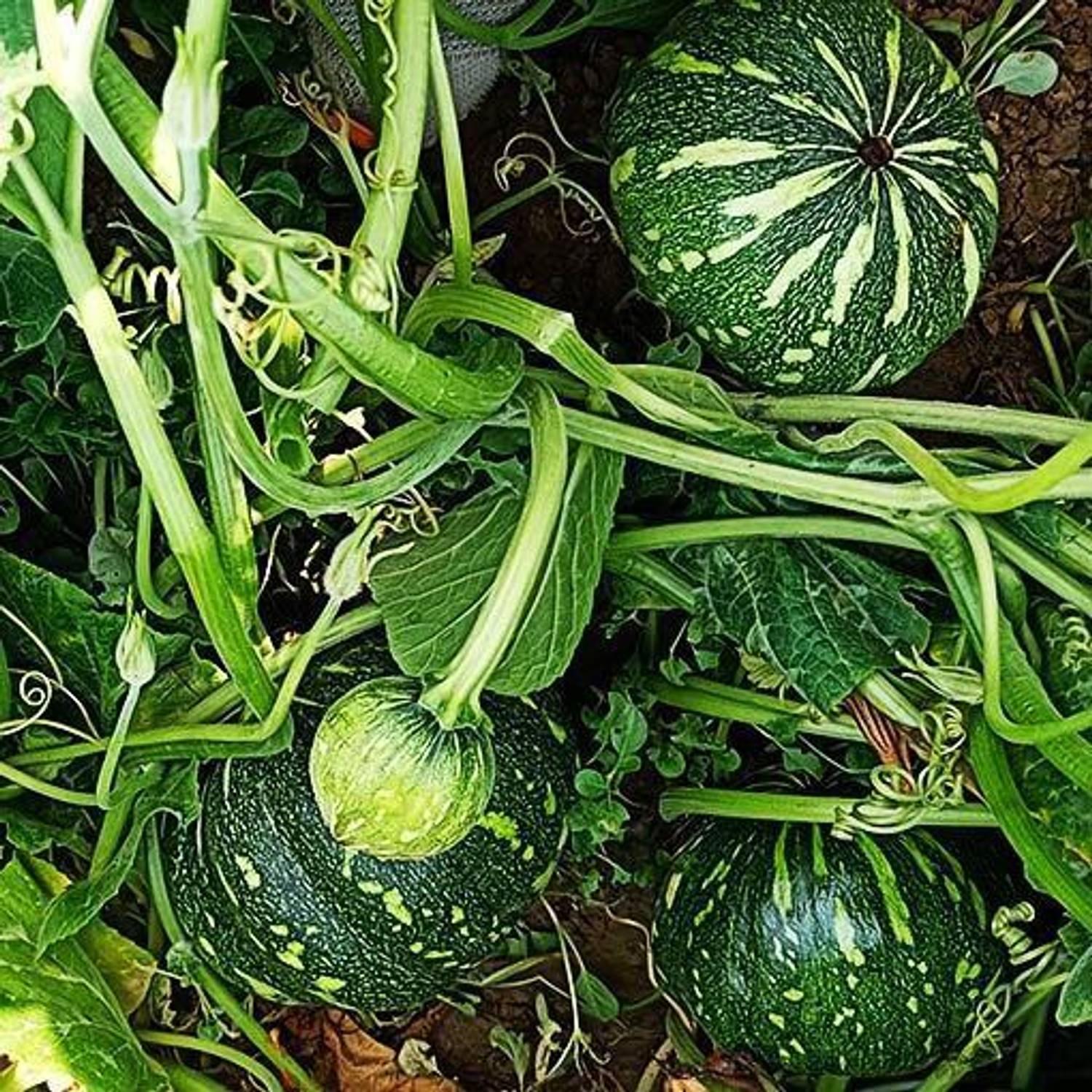 45-pumpkin-seed-s22-jayanta-