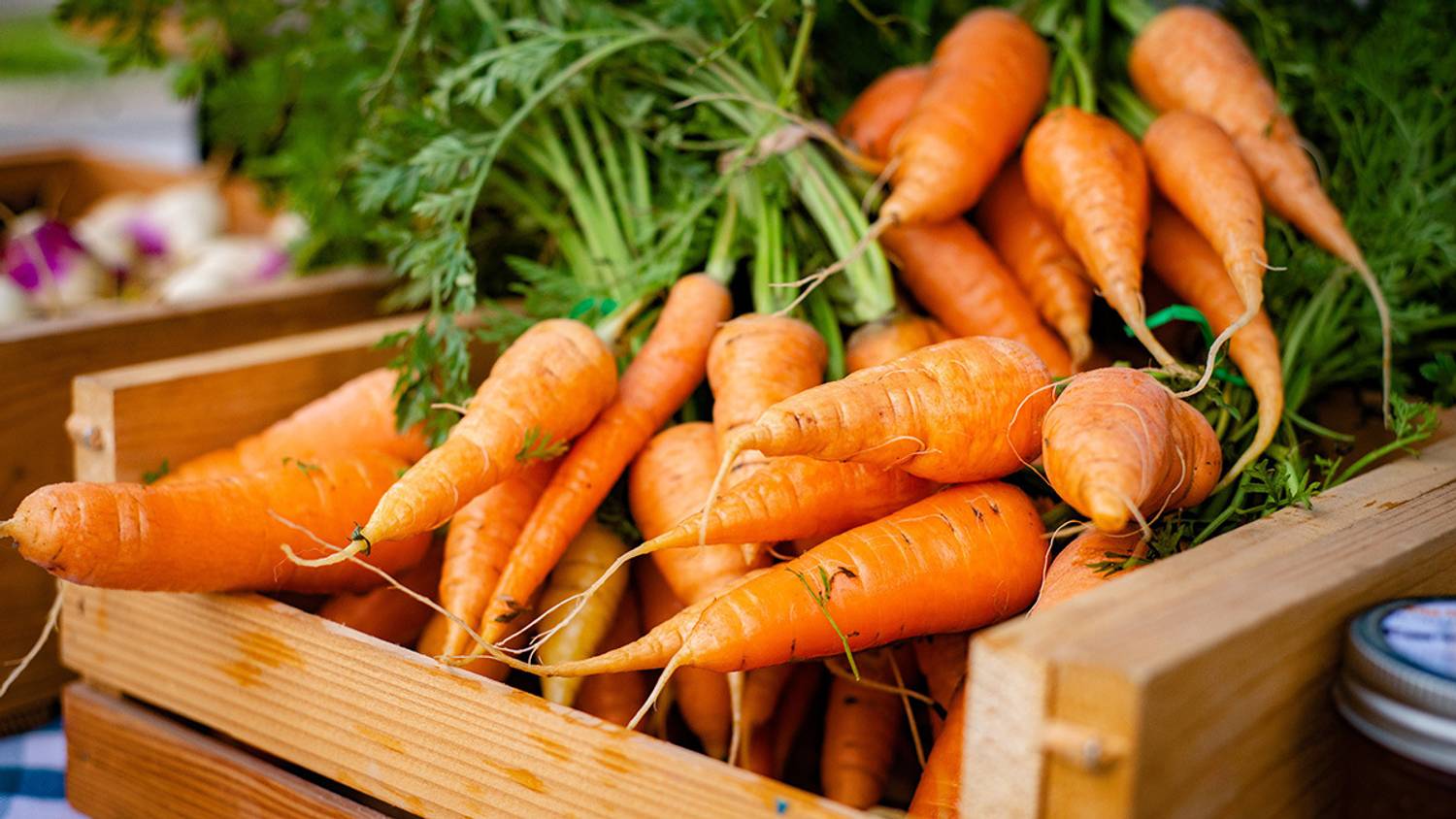 ぜいたくフルーツ  5set JAYANTAHALDER CARROT, GAAJAR, GAJOR Seed Price in India - Buy