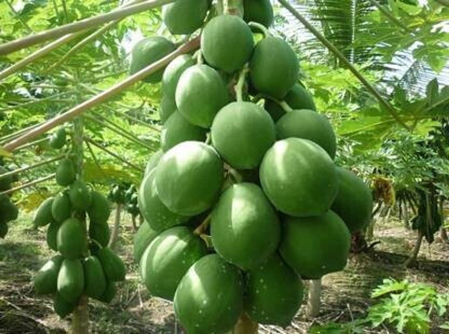 Cheery Papaya seeds Seed