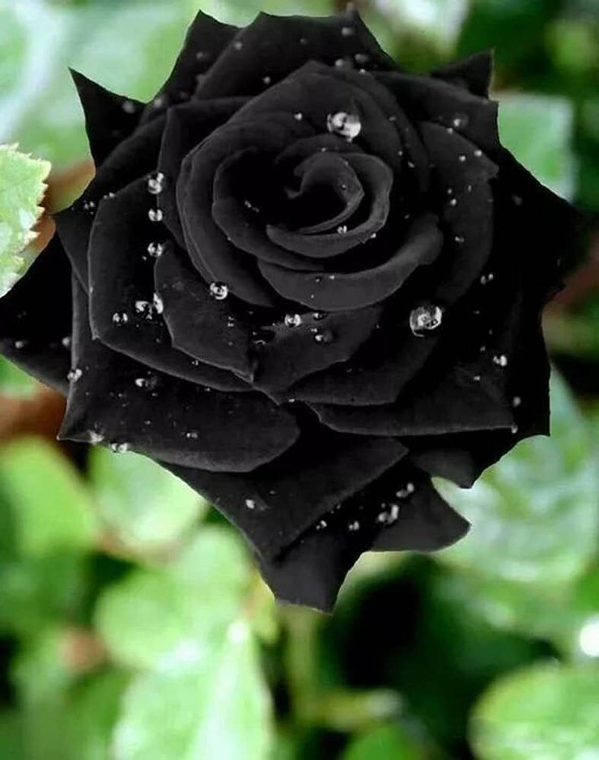 ACMS RARE BLACK Rose Flower Seeds Beautiful Flower For Home Garden Seed