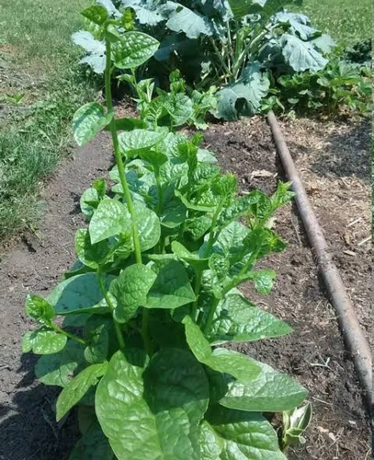 BSARKAR Malabar spinach/ pui shak vegetable seed, Vegetable seed, Spinach seed Seed