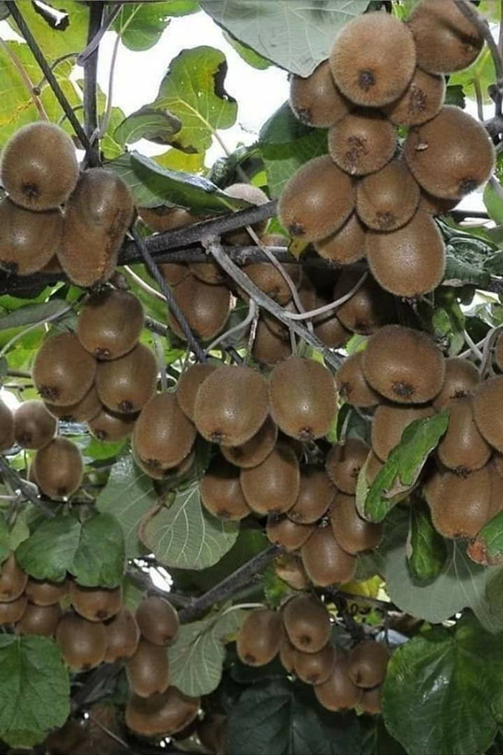 CARIBBEAN IMPORTED HYBRID KIWI FRUIT Seed