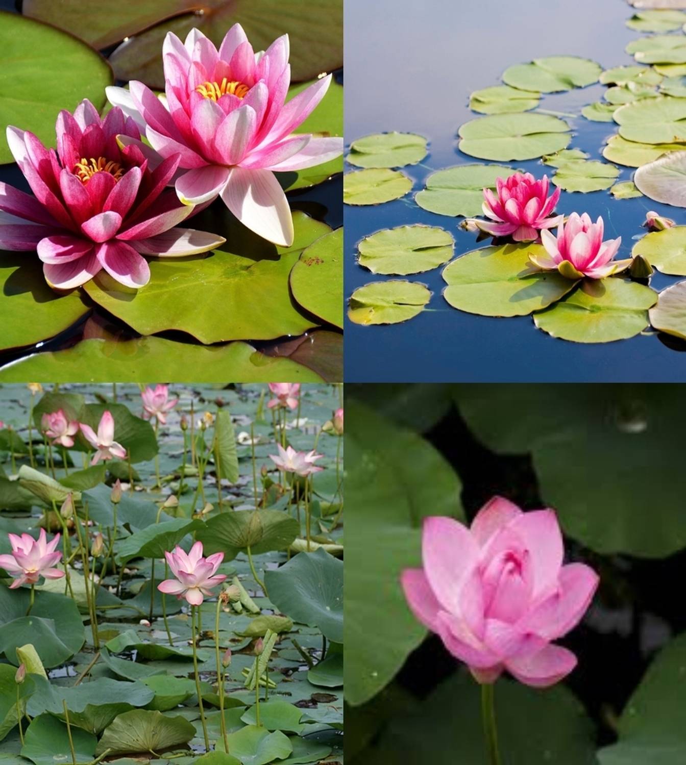 ibains Japanese lotus flower plant seeds beez 10 Seed Price in