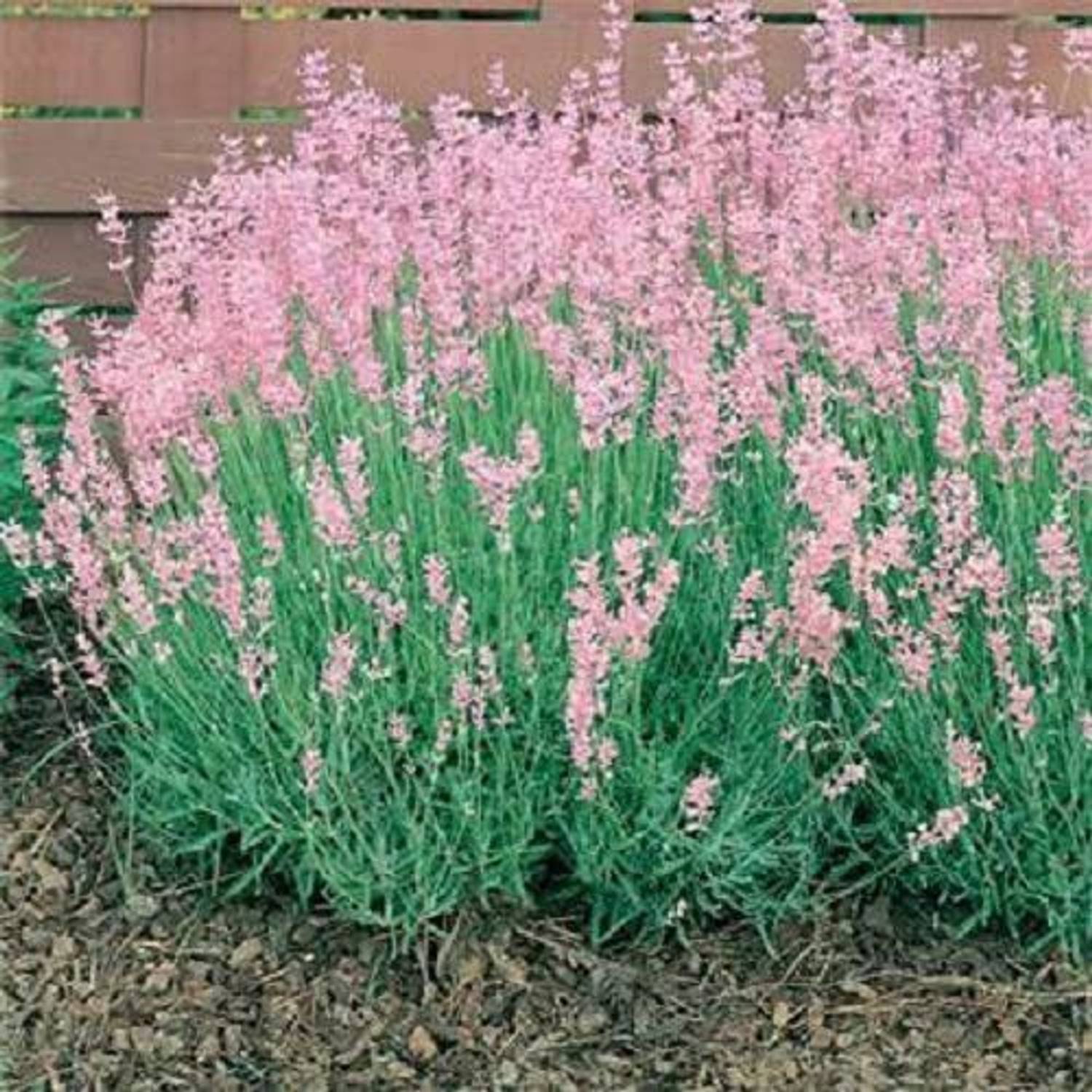 500-lxi-246-pink-lavender-