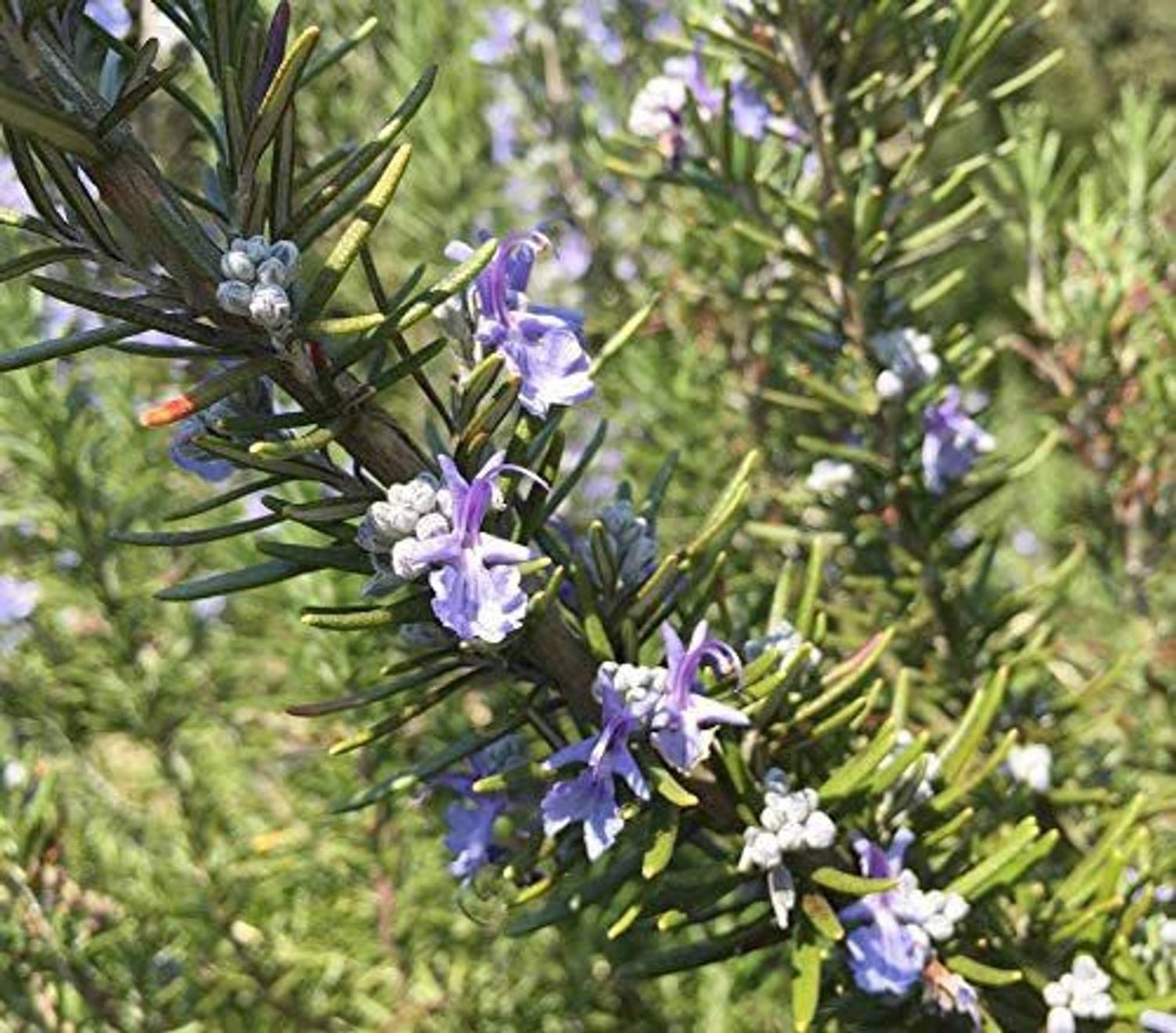 500-lxi-95-rosemary-herb-plant
