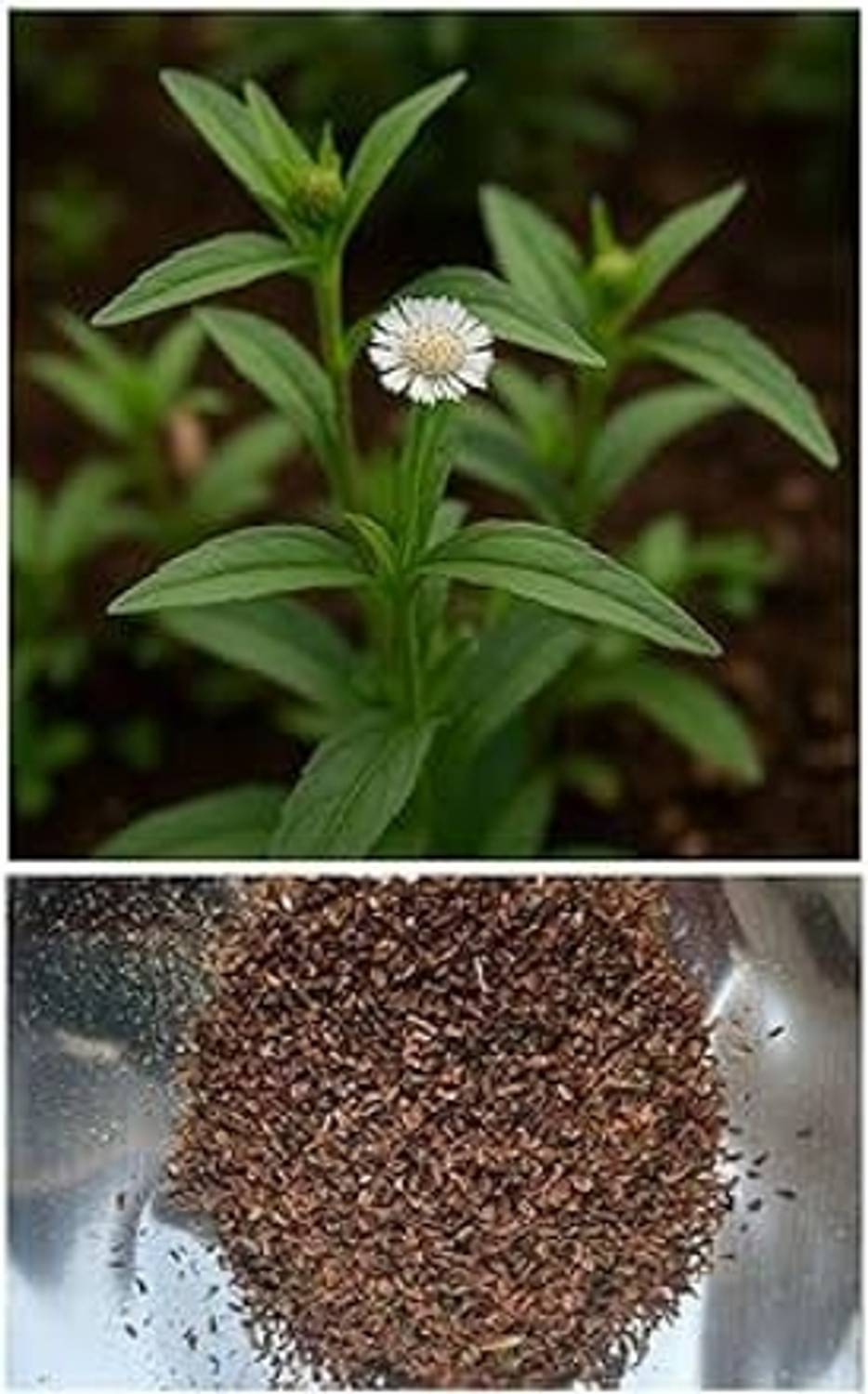 AMAJIT Bhringraj Plant,Kesharaj plant,hair growing herb seed Seed