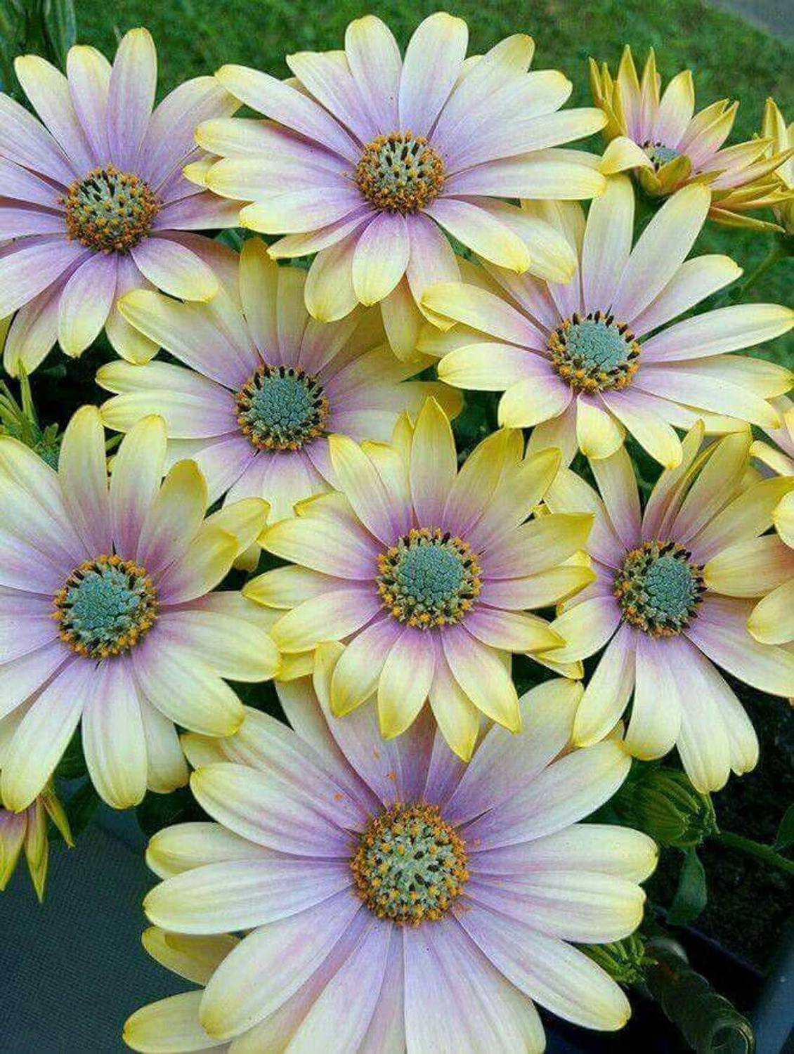 Epazo Rare Blue Daisy Colorful Flowers Seed Price in India - Buy