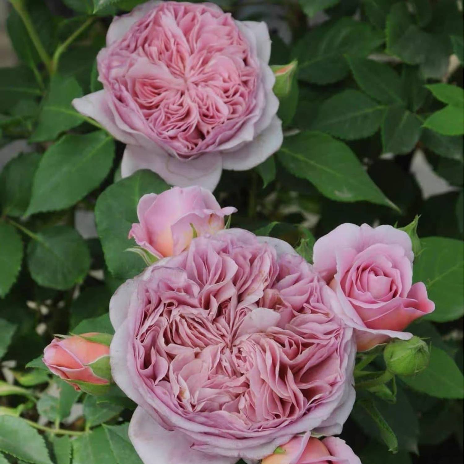 WILLVINE Japanese Rose Pink Climbing Seed Price in India - Buy