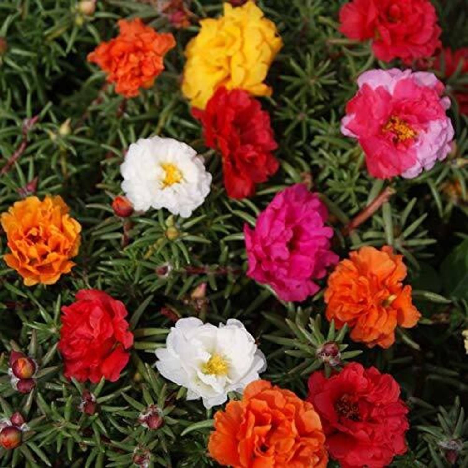 Qausain Portulaca Mixed Seed