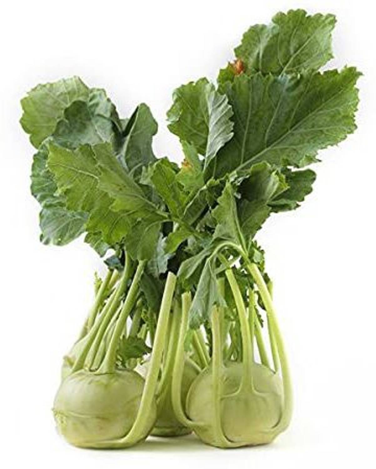 KANAYA Hybrid Knol Khol White Vegetable Seed Price in India - Buy