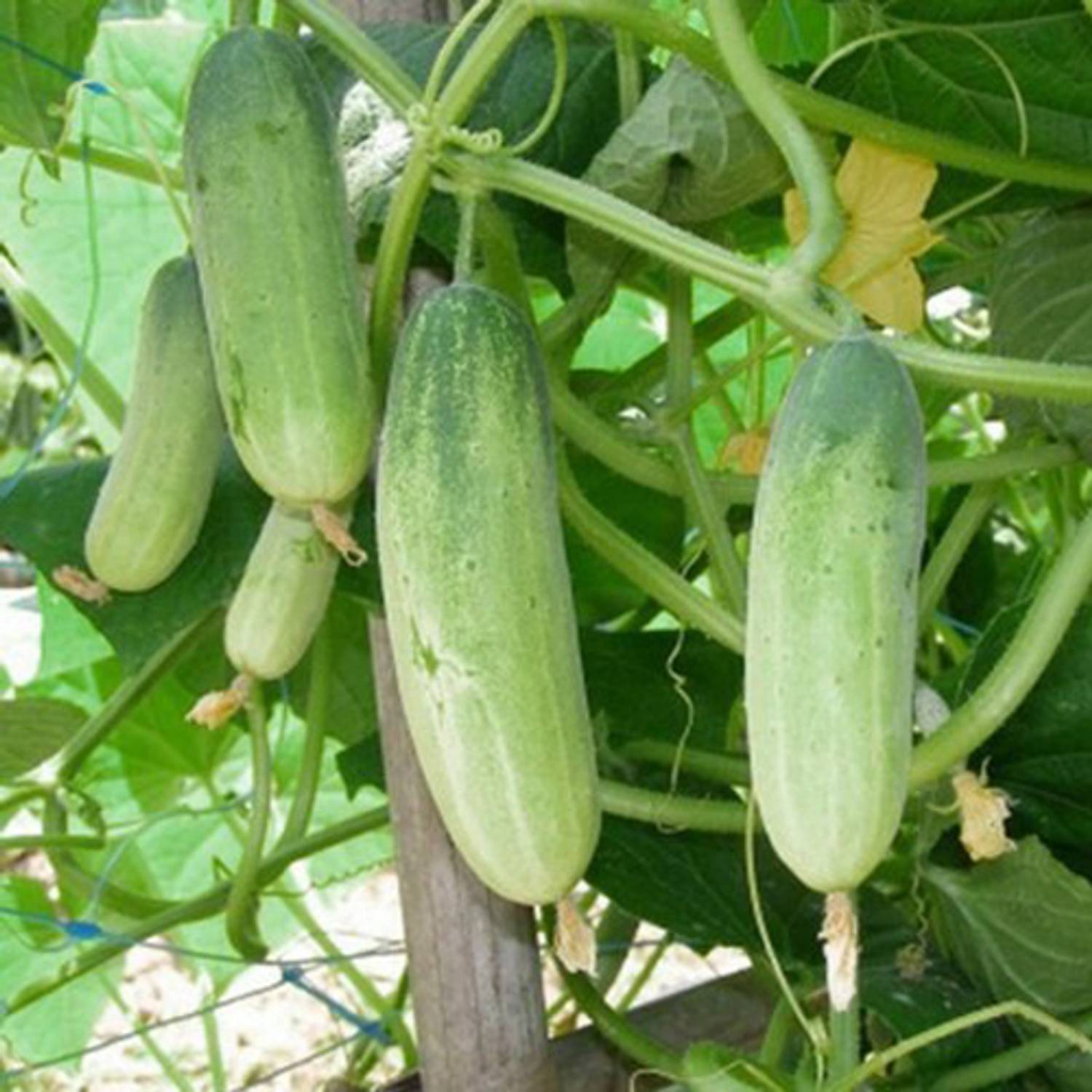 SREE Desi Cucumber,Sosa Seed Price in India - Buy SREE Desi