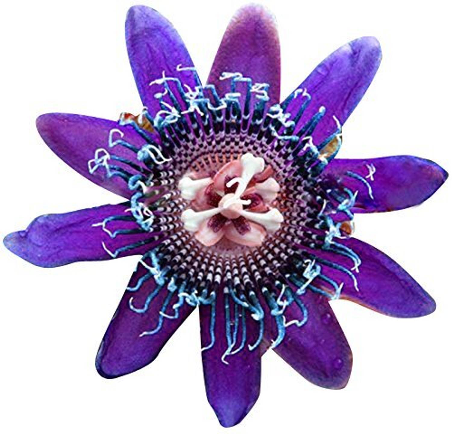 DIVINE DIOART™ZX-Rare Flower Seed - Lavender-L-119 Seed Price in