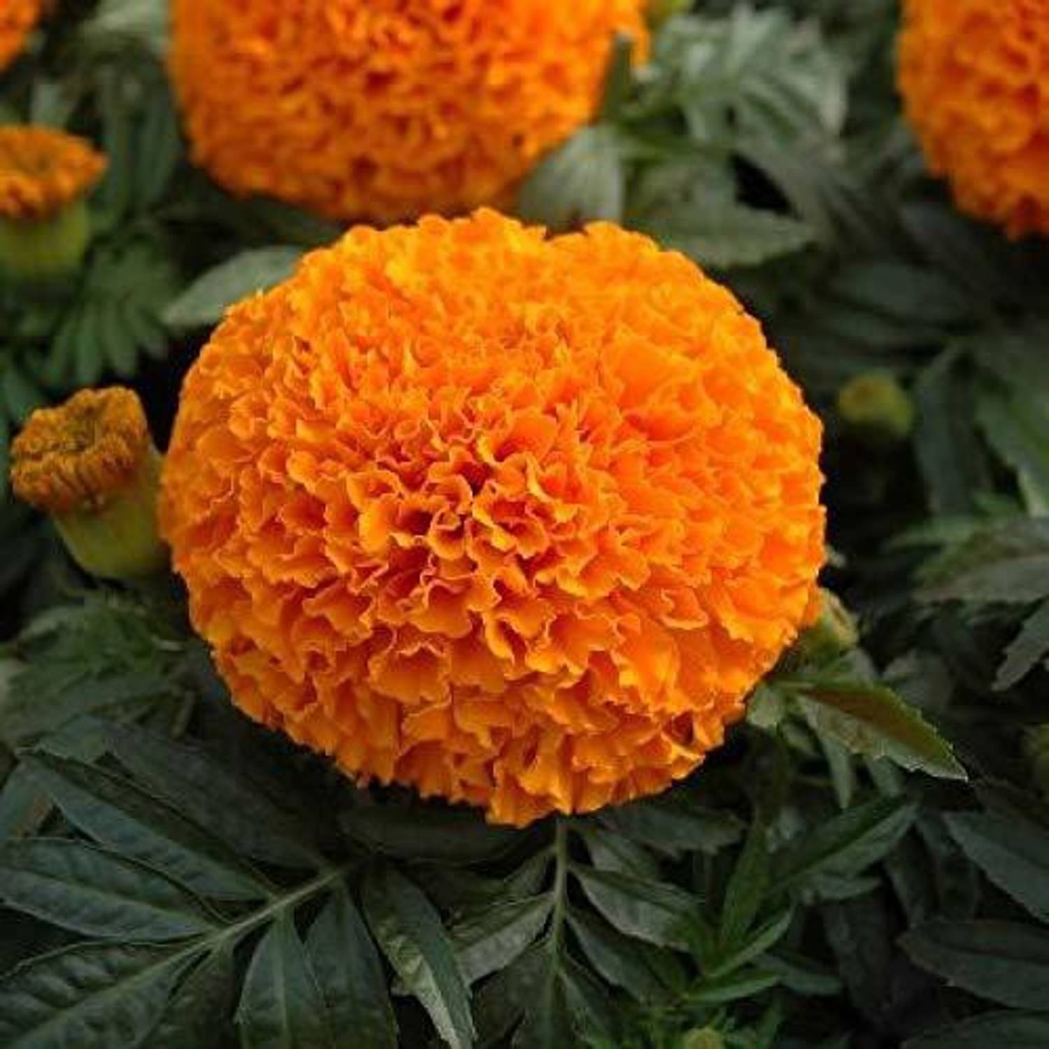 250-marigold-hazara-seeds-for-