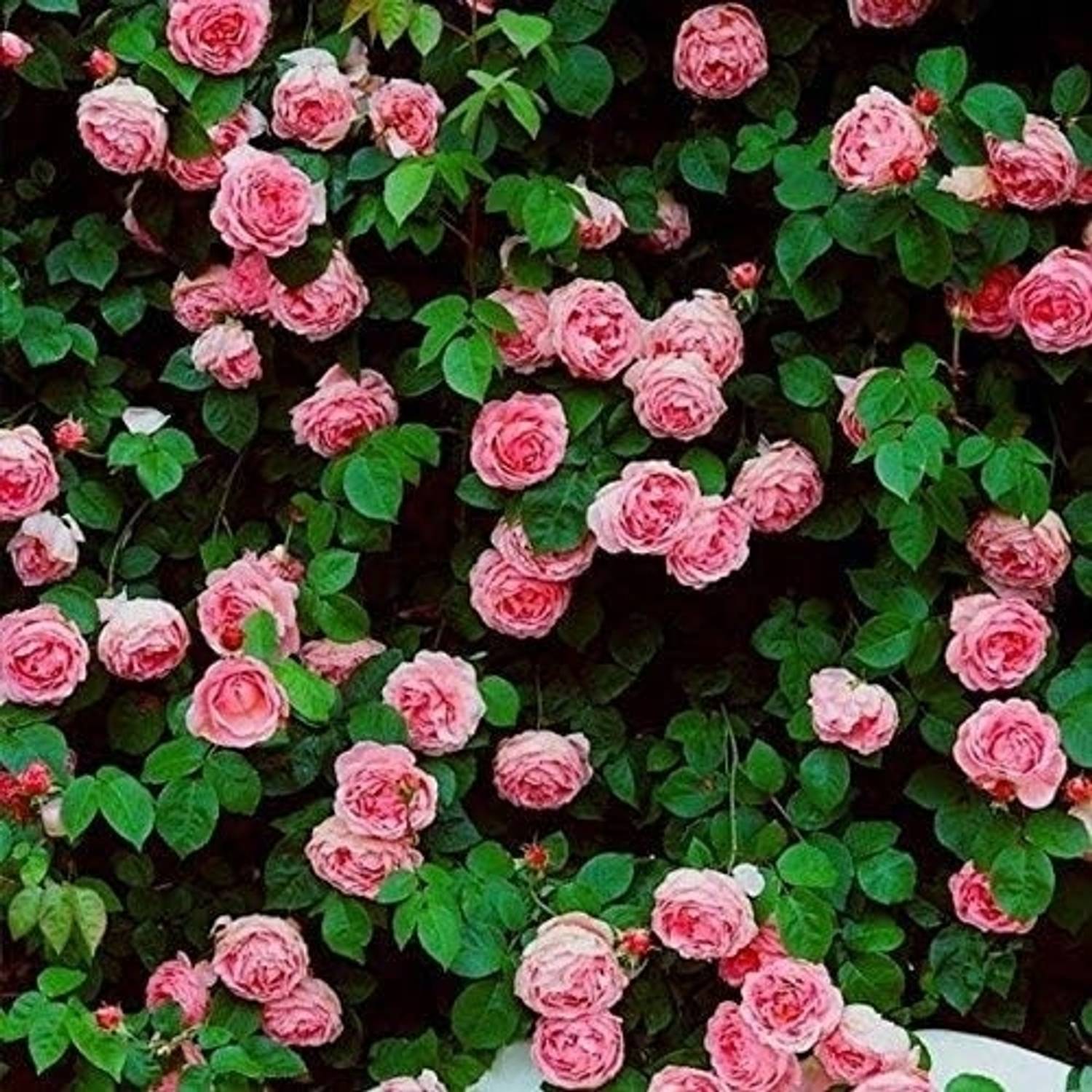 Earthvilla Rare Pink Climbing Rose Seeds, Very Beautiful Ornamental Climbing Flowers Seed