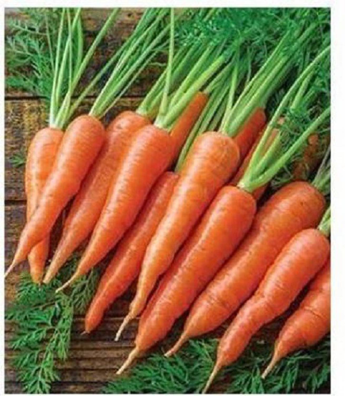 Aavik Red Carrot Vegetable Seed